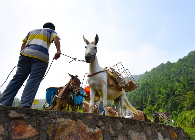 瑞丽市骡马运输